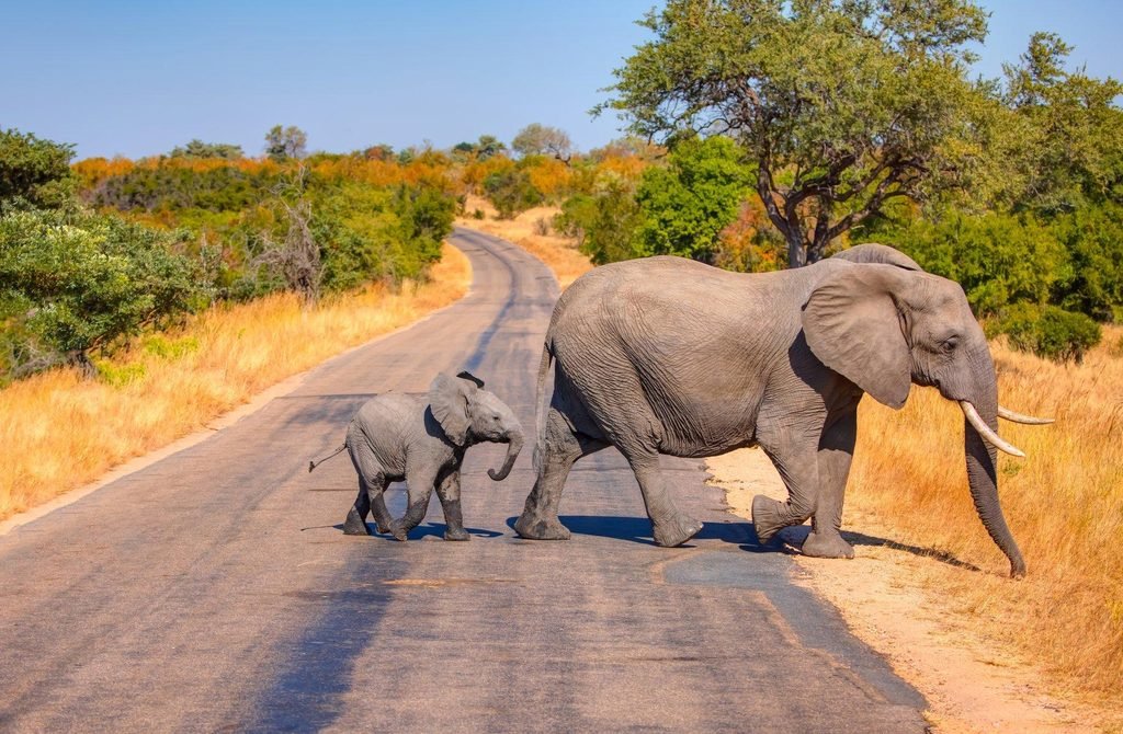 Serengeti vs Kruger National Park: Which Is Better for an African Safari in 2027?