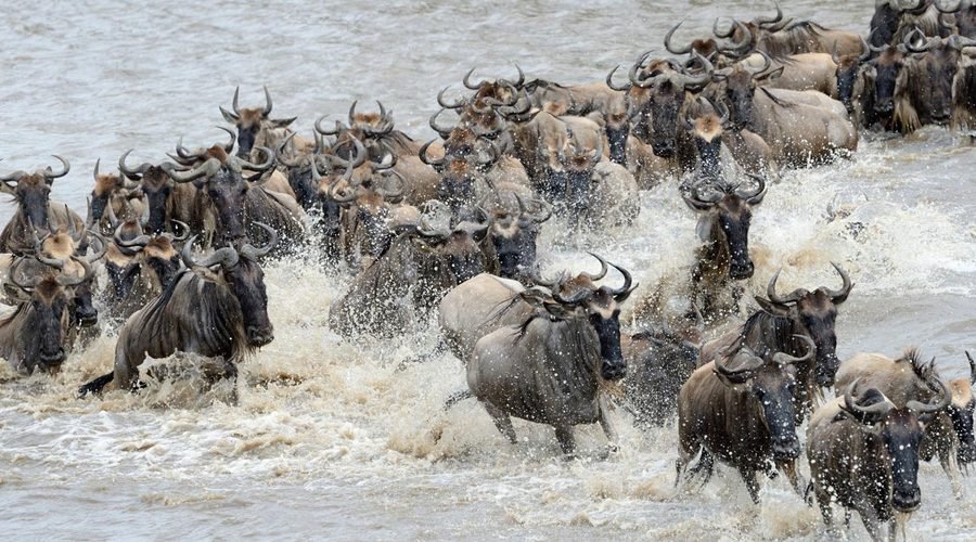Best 6-Day Serengeti Wildebeest Migration Safari 2027/2028 – Complete Tanzania Safari Itinerary