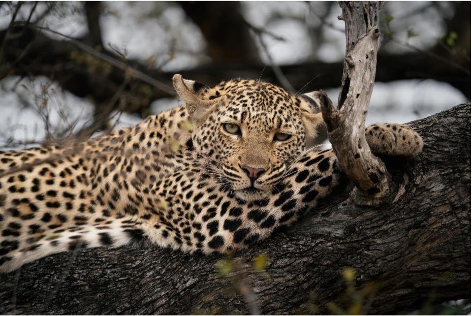 Serengeti vs Kruger National Park: Which Is Better for an African Safari in 2027?