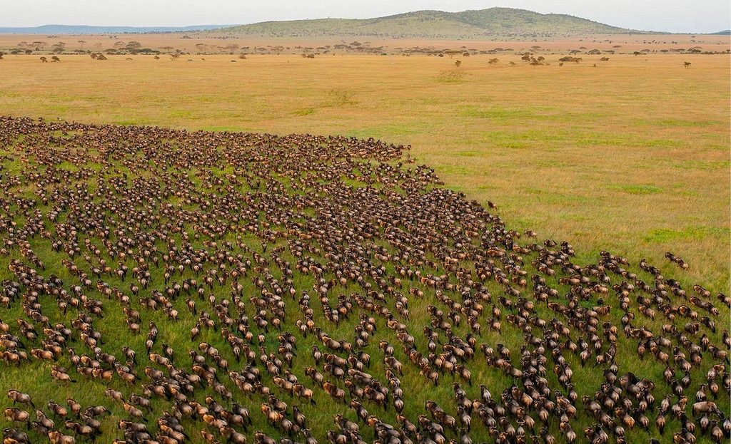 Serengeti vs Kruger National Park: Which Is Better for an African Safari in 2027?