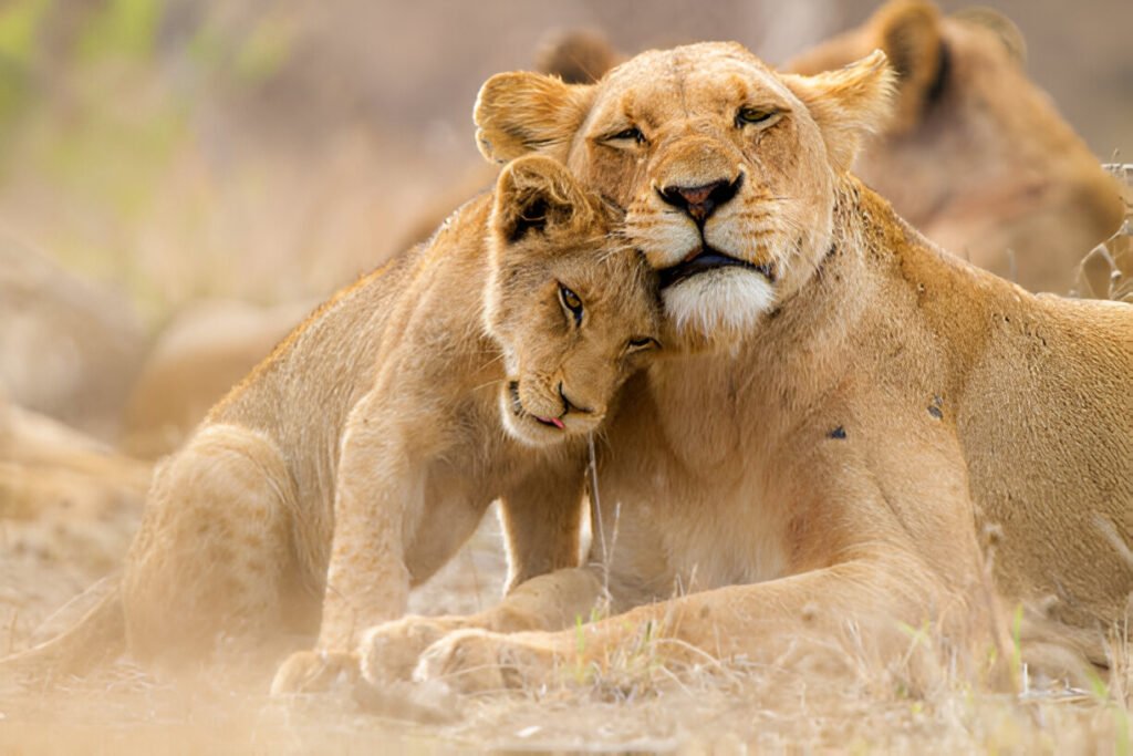 Serengeti National Park Entrance