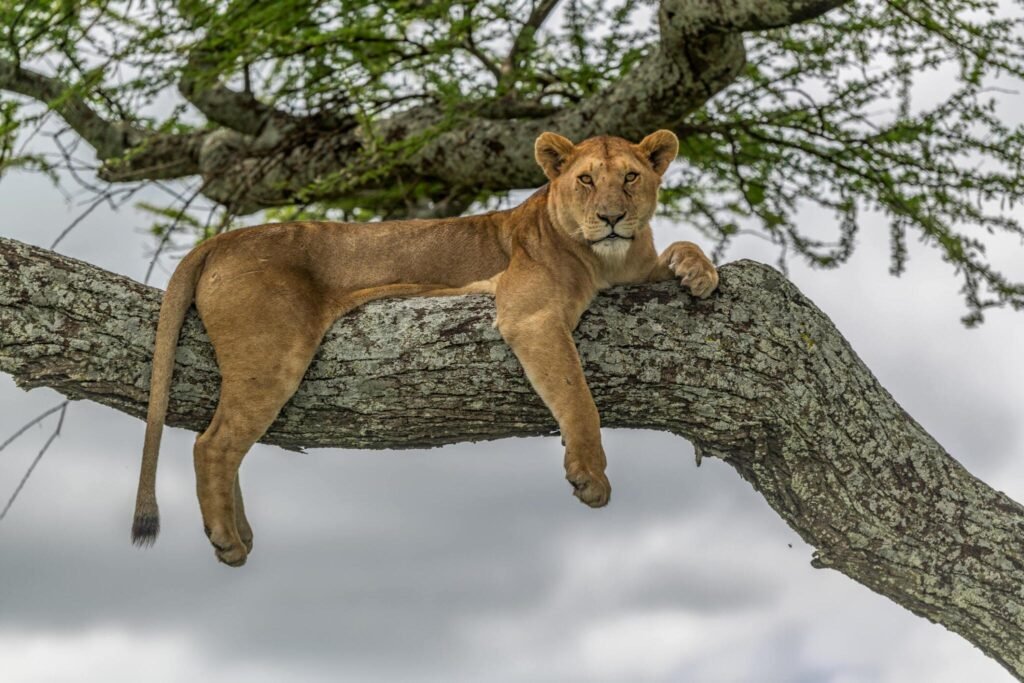 Exclusive 4-Day Tanzania Group Safari