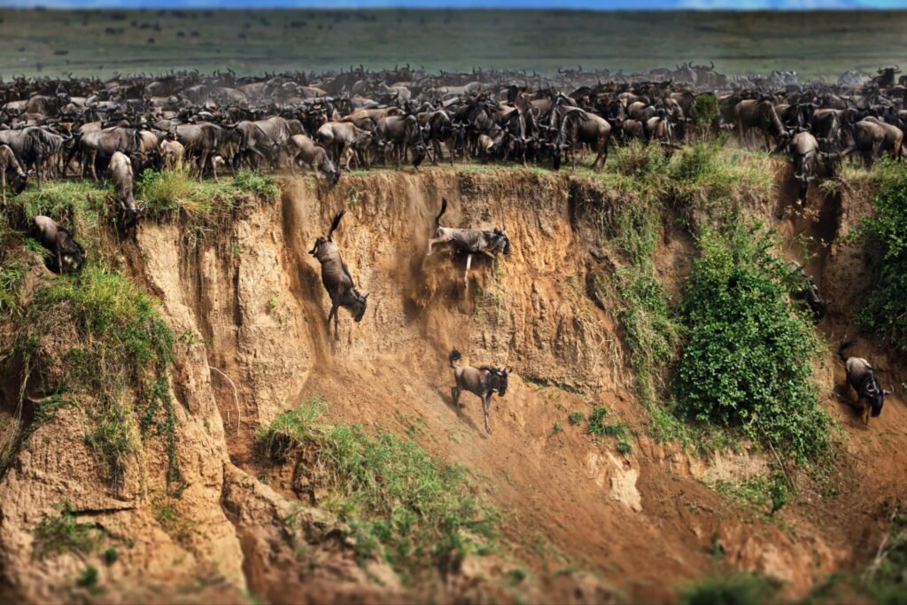 Top 6 days Serengeti Wildebeest Migration Safari 2025/2026<div> </div> Top 6 days Serengeti Wildebeest Migration Safari