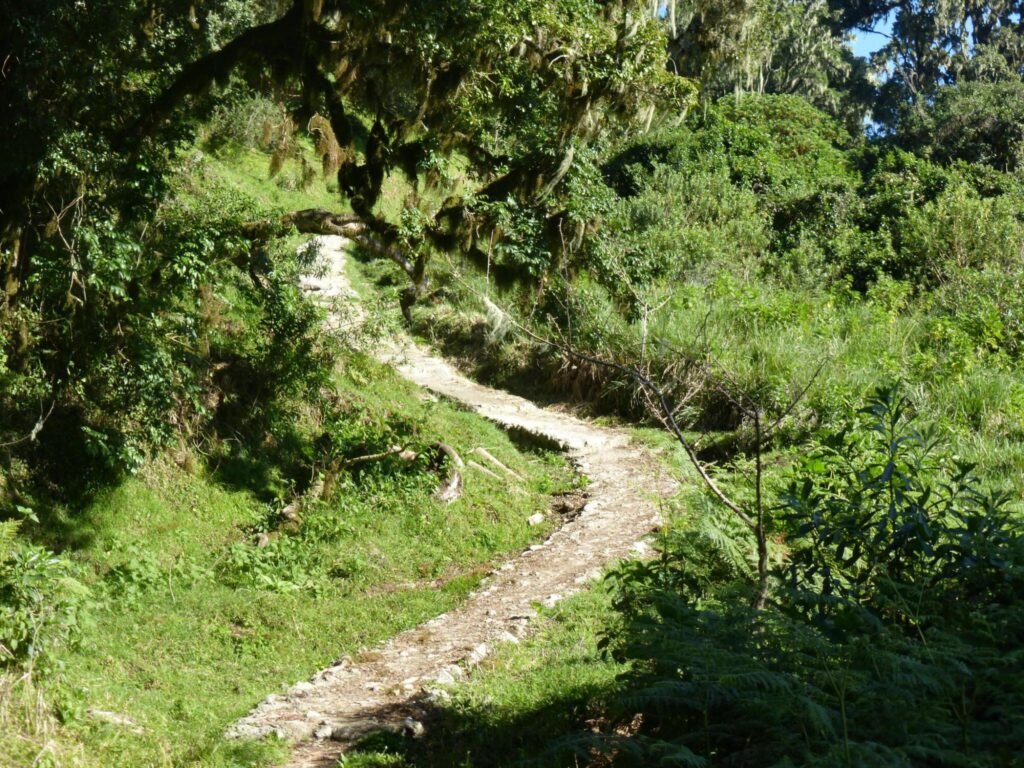 The best 7-days Kilimanjaro Climbing in 7-days Lemosho 2026/2027 7-days Kilimanjaro Climbing in 7-days Lemosho 2026