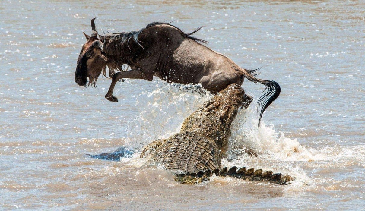 How Many Days to Spend on a Serengeti Safari? A Comprehensive Guide for 2027 and 2028