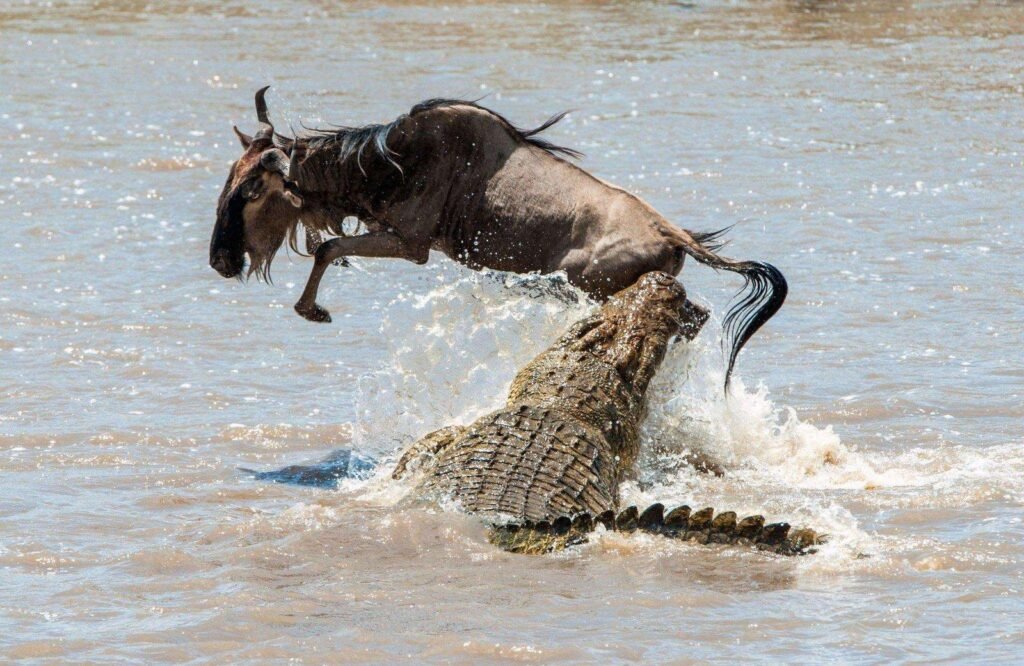 A Comprehensive Guide to Planning Your 2027 Wildebeest Migration Safari in Tanzania: Essential Tips