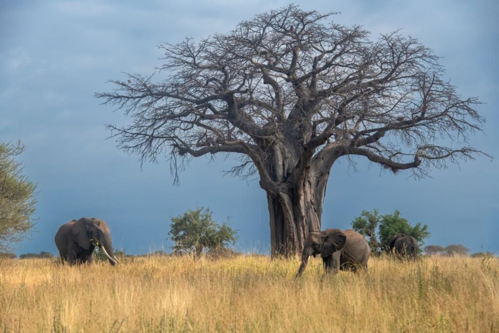 Top 10 Must-Visit Tourist Attractions in Tanzania in 2027: Safari, Beaches & Culture Top 10 Must-Visit Tourist Attractions in Tanzania in 2027: Safari, Beaches & Culture