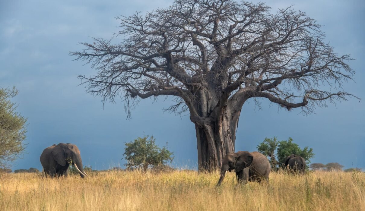 Top 10 Must-Visit Tourist Attractions in Tanzania in 2027: Safari, Beaches & Culture
