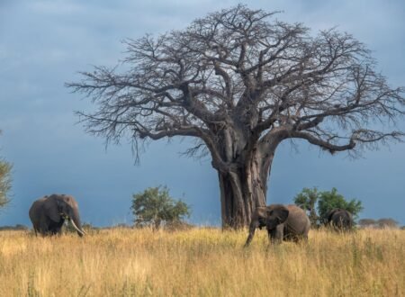 Top 10 Must-Visit Tourist Attractions in Tanzania in 2027: Safari, Beaches & Culture