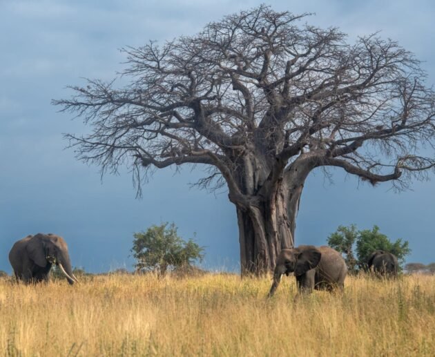 Top 10 Must-Visit Tourist Attractions in Tanzania in 2027: Safari, Beaches & Culture