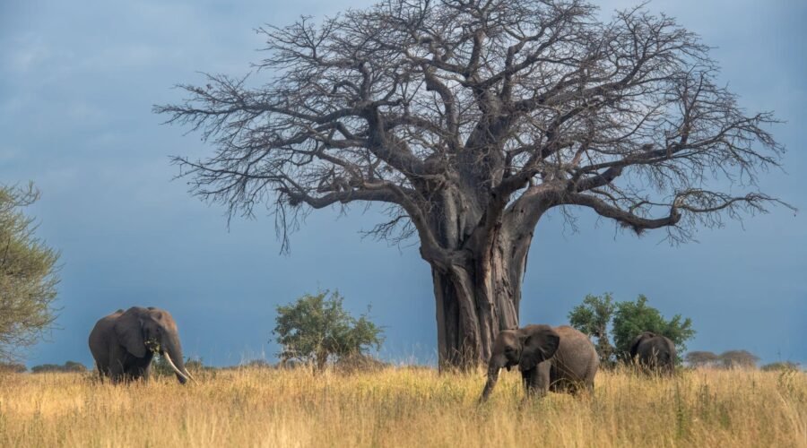 Top 10 Must-Visit Tourist Attractions in Tanzania in 2027: Safari, Beaches & Culture