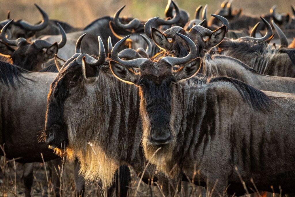 5 Powerful Reasons Tanzania Is Africa’s #1 Safari Destination in 2027
