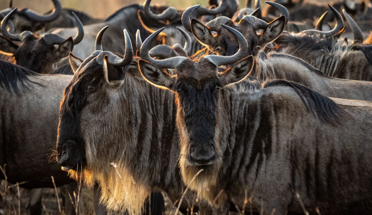 5 Powerful Reasons Tanzania Is Africa’s #1 Safari Destination in 2027
