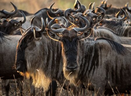 5 Powerful Reasons Tanzania Is Africa’s #1 Safari Destination in 2027
