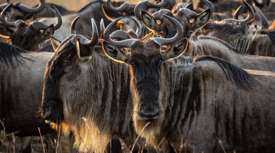 5 Powerful Reasons Tanzania Is Africa’s #1 Safari Destination in 2027
