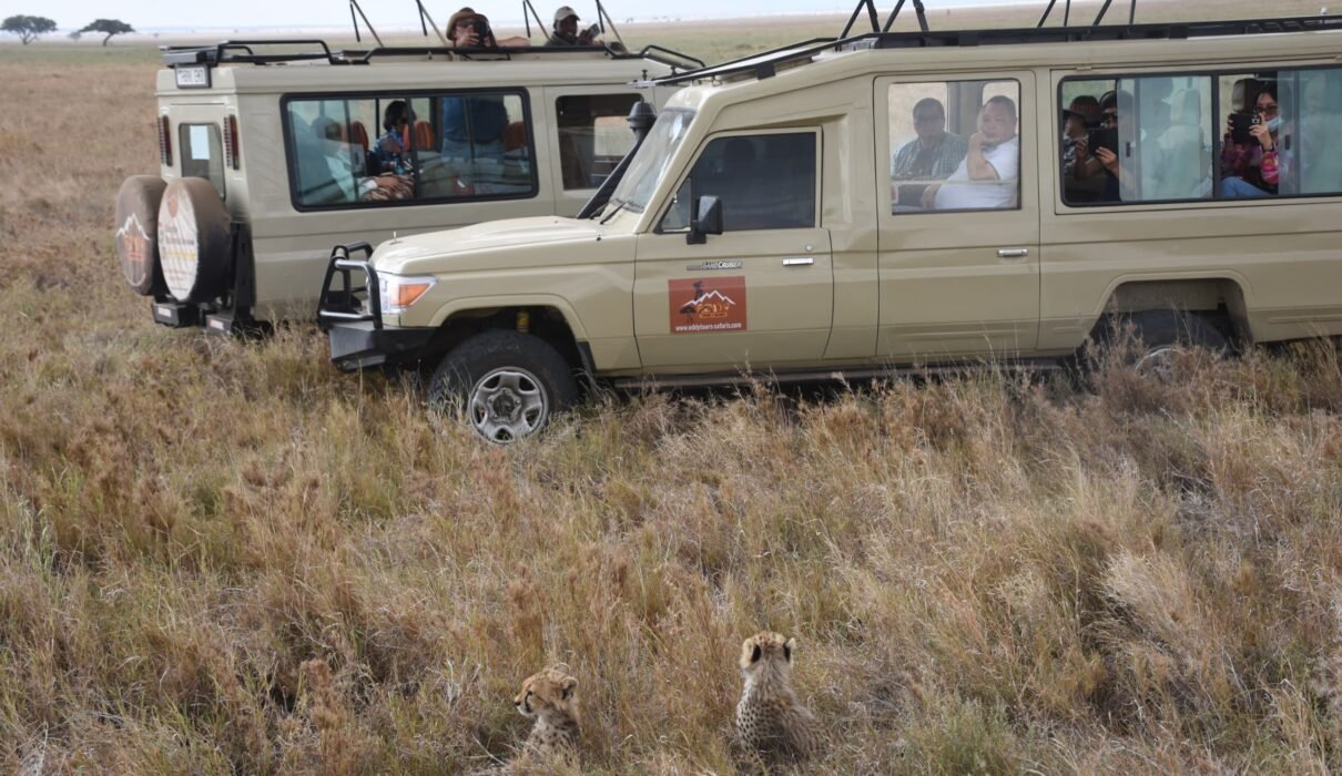 The best 6-days Northern Circuit Safari in Tanzania
