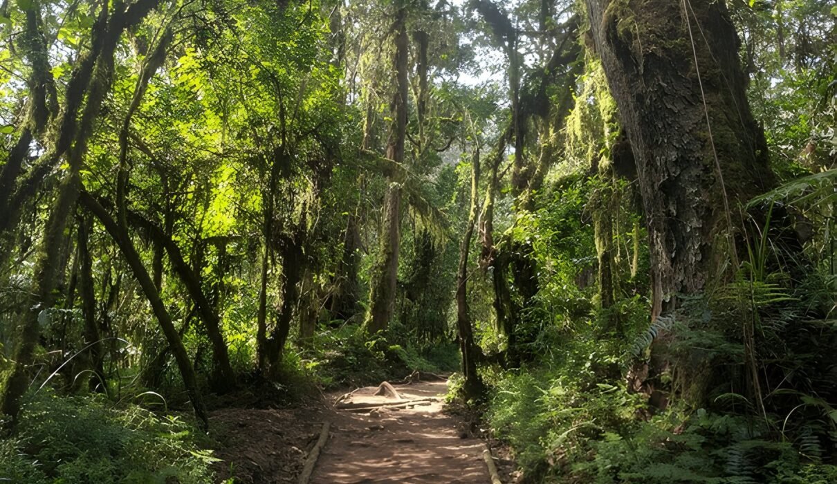 Lemosho 2026 Kilimanjaro in 8-days Lemosho route