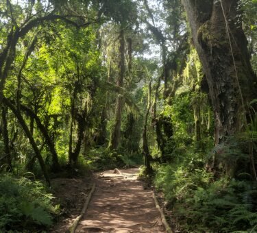 Lemosho 2026 Kilimanjaro in 8-days Lemosho route