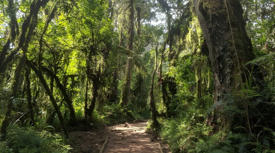 7 days Kilimanjaro Climbing Machame route