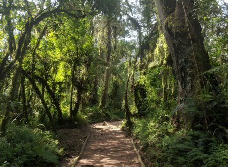 7-days Kilimanjaro Trek on 2027-2028