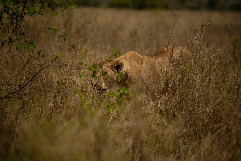 Best 3-Day Serengeti Safari Package in Tanzania: Wildlife Adventure 2027/2028 Best 3-Day Serengeti Safari Package in Tanzania: Wildlife Adventure 2027/2028