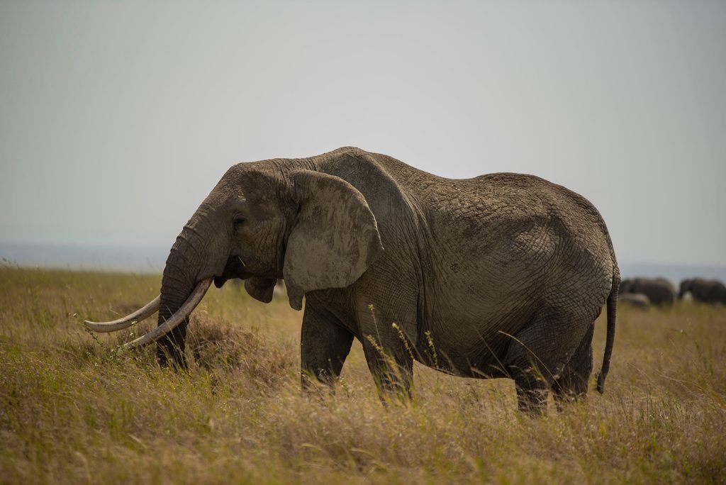 Best 3-Day Serengeti Safari Package in Tanzania: Wildlife Adventure 2027/2028 Best 3-Day Serengeti Safari Package in Tanzania: Wildlife Adventure 2027/2028