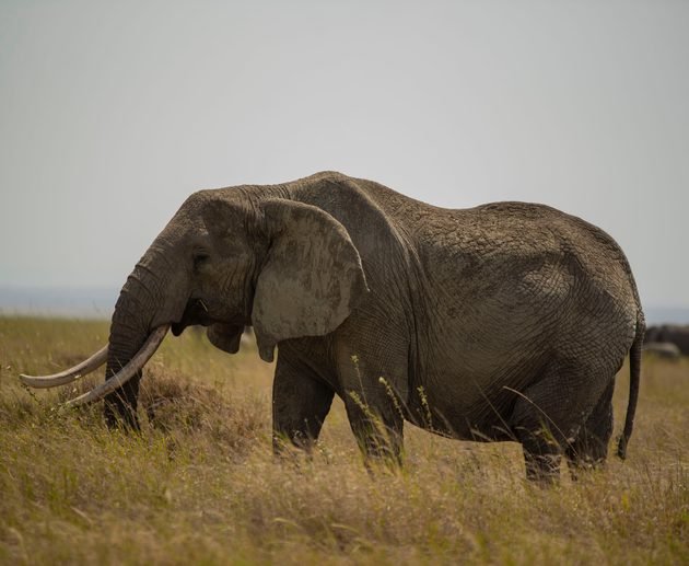 Best 3-Day Serengeti Safari Package in Tanzania: Wildlife Adventure 2027/2028