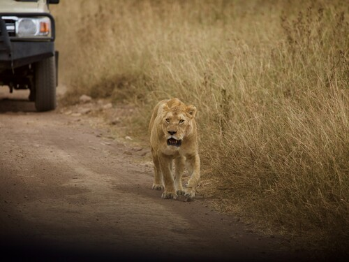 Ultimate Guide to African Walking Safaris: Adventure Awaits