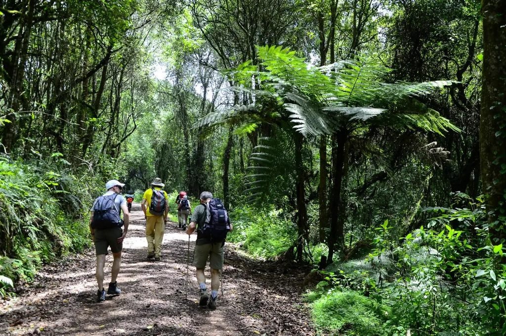 The Best 5-Day Marangu Route Kilimanjaro Climb: Quick Summit Trek 2027/2028/2029