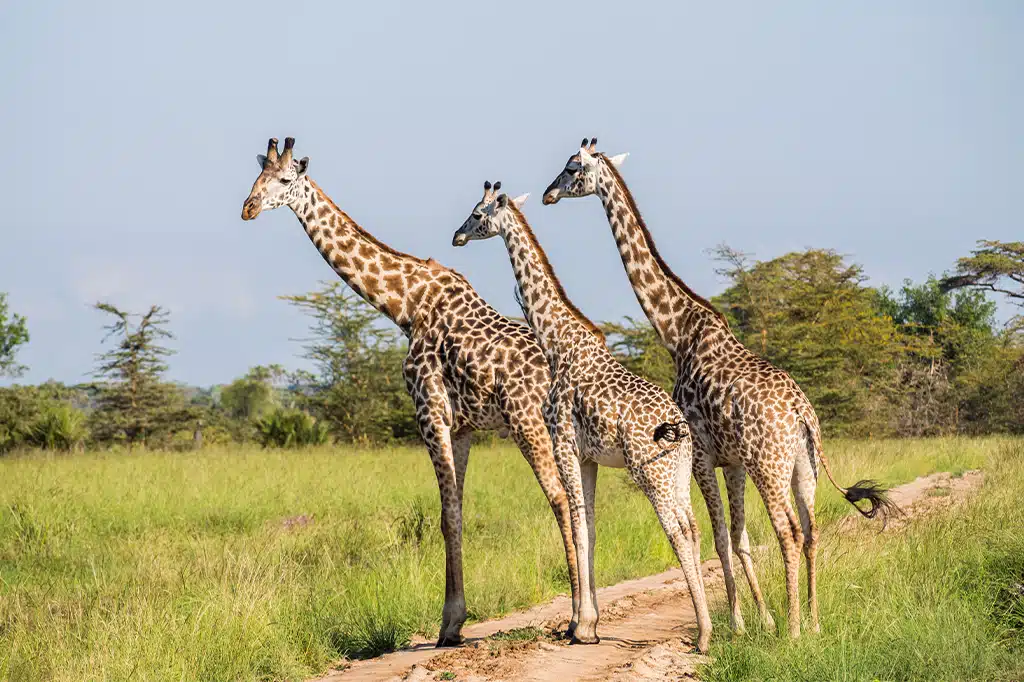 2-Day Tanzania Private Safari: Lake Manyara & Ngorongoro Big Five