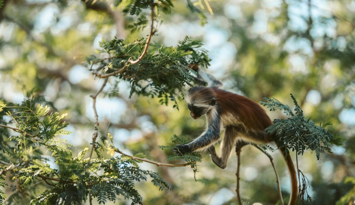 Why Tanzania Is the Perfect Honeymoon Destination : Safaris & Beach Escapes