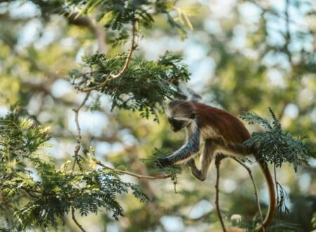 Why Tanzania Is the Perfect Honeymoon Destination : Safaris & Beach Escapes