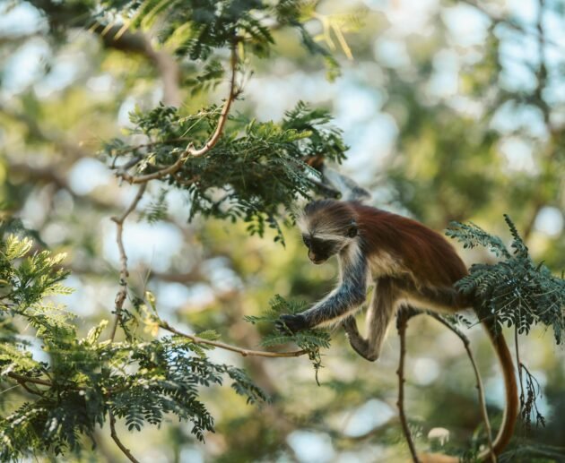 Why Tanzania Is the Perfect Honeymoon Destination : Safaris & Beach Escapes