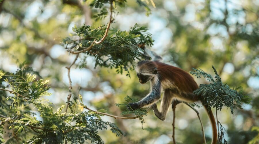 Why Tanzania Is the Perfect Honeymoon Destination : Safaris & Beach Escapes