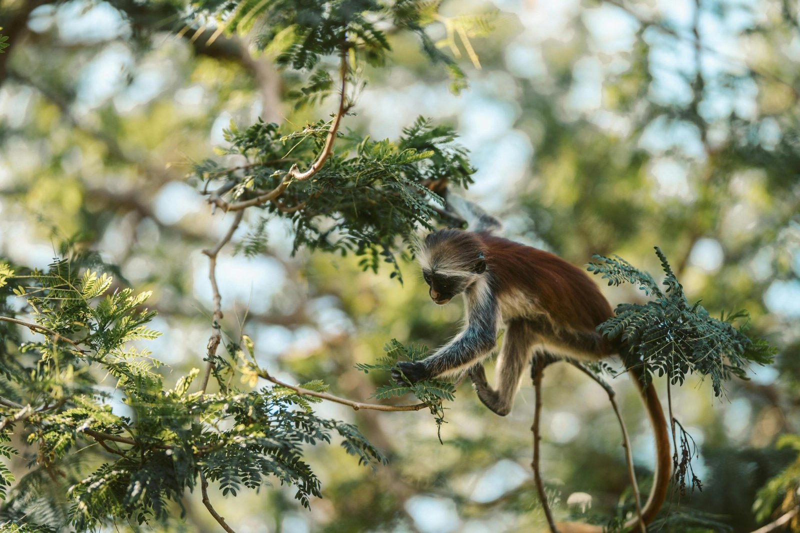 Why Tanzania Is the Perfect Honeymoon Destination : Safaris & Beach Escapes