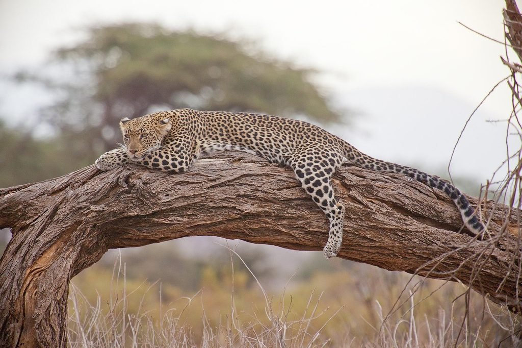 Ultimate Guide to African Walking Safaris: Adventure Awaits