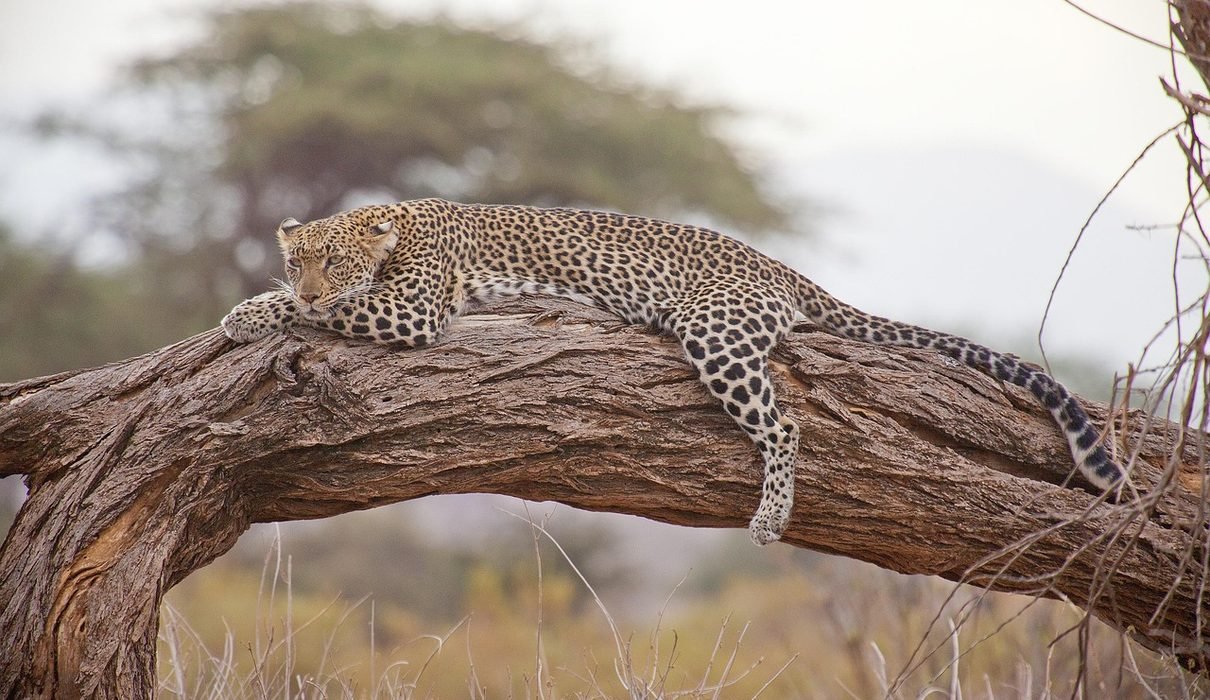 Ultimate Guide to African Walking Safaris: Adventure Awaits