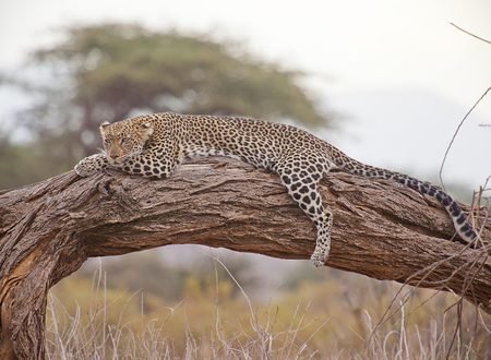 Ultimate Guide to African Walking Safaris: Adventure Awaits