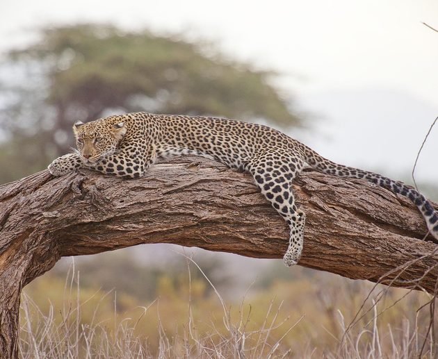 Ultimate Guide to African Walking Safaris: Adventure Awaits