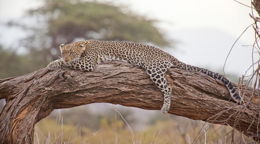 Ultimate Guide to African Walking Safaris: Adventure Awaits
