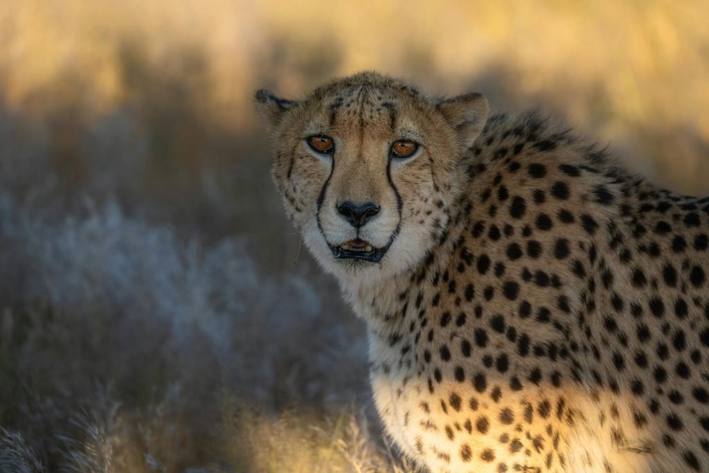 10 Top Activities While on Safari: Unforgettable Wildlife Adventures 10 Top Activities While on Safari: Unforgettable Wildlife Adventures