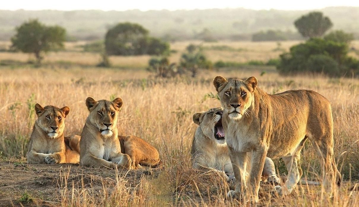 1-Day Serengeti Safari Adventure: Big Five Game Drive Experience in Tanzania 2027/2028/2029