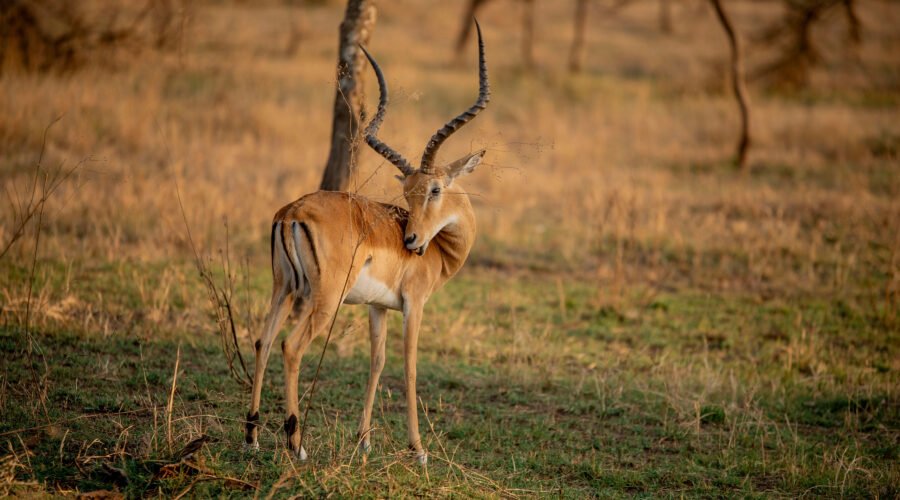 how to get a tourist visa for Tanzania