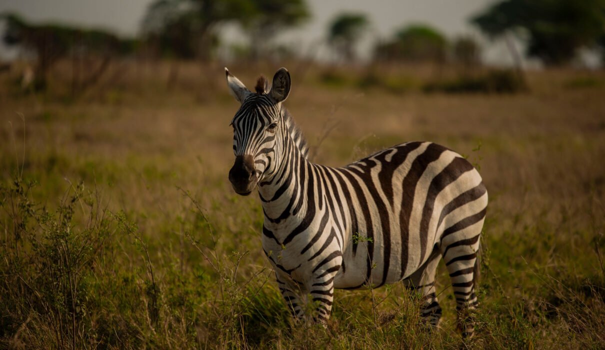 Sustainable Safari Photography