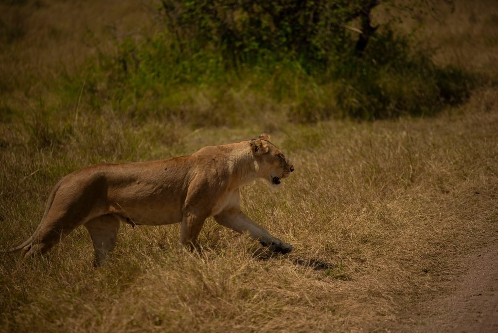 The Best 3 Days Tanzania Sharing and Joining Safaris 2027/2028 The Best 3 Days Tanzania Sharing and Joining Safaris 2027/2028