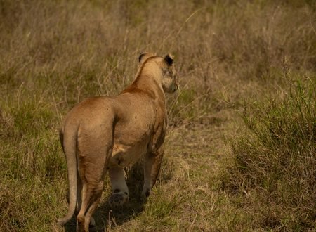 The Best 4 Days Tanzania Private Safari Tour from Arusha and Moshi – Serengeti, Ngorongoro and Tarangire