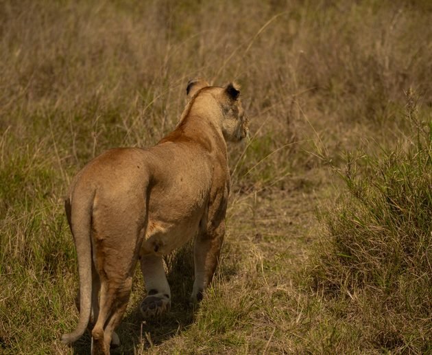 The Best 4 Days Tanzania Private Safari Tour from Arusha and Moshi – Serengeti, Ngorongoro and Tarangire