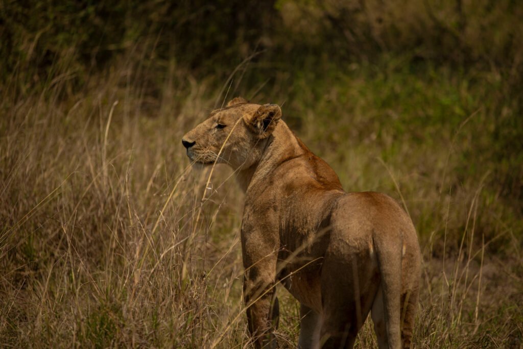 Wildlife Conservation Success Stories: 7 Powerful Wins That Prove Nature Can Recover Wildlife Conservation Success Stories