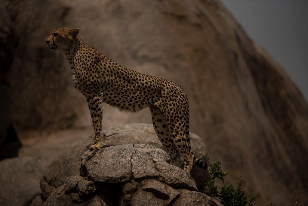 The Best 3 Days Tanzania Sharing Safari 2027/2028 – Tarangire, Ngorongoro and Lake Manyara The Best 3 Days Tanzania Sharing Safari 2027/2028 – Tarangire, Ngorongoro and Lake Manyara