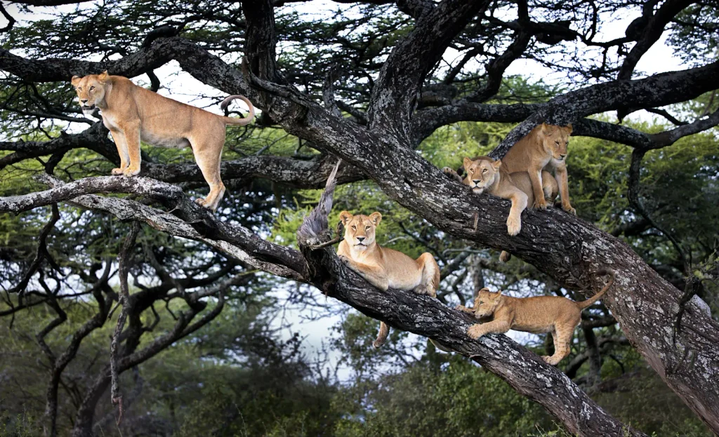 The Best 6 Days Private Tanzania Safari Tour in 2027–2028 – Serengeti, Ngorongoro, Tarangire & Lake Manyara